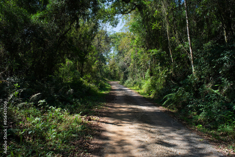 Fototapeta premium Estrada pela floresta