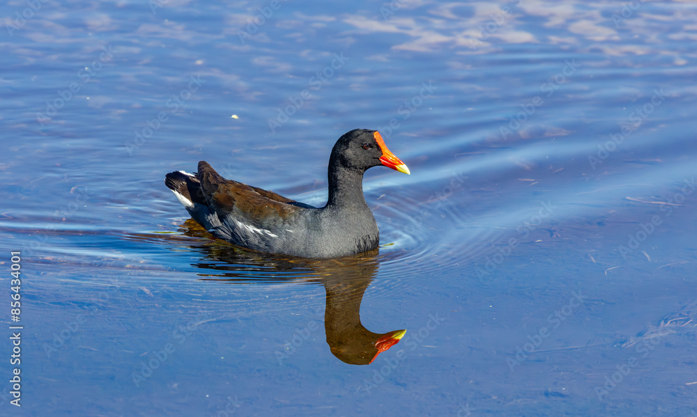 Common Gallinule swimming on a pond at Orlando Wetlands in Cape Canaveral Florida. Common Gallinule swimming on a pond at Orlando Wetlands in Cape Canaveral Florida.