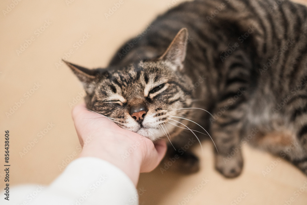 Naklejka premium 顎の下を撫でられる猫