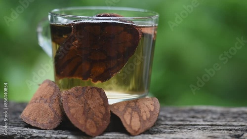 Bauhinia sirindhorniae wood dried slices used to boil drinking water on natural background. photo