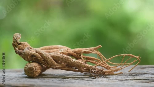 Wallpaper Mural Ginseng or Panax ginseng dried roots on natural background. Torontodigital.ca