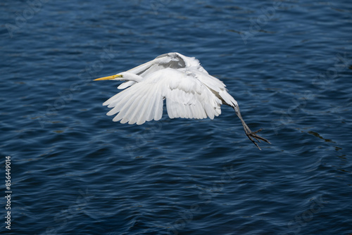 The great egret, also known as the common egret, large egret, or great white egret or great white heron, is a large, widely distributed egret. Four subspecies are found in Asia, Africa, the Americas