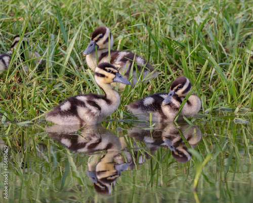 Black-bellied whistling ducks (Dendrocygna autumnalis) ducklings, Houston area, Texas, USA. photo