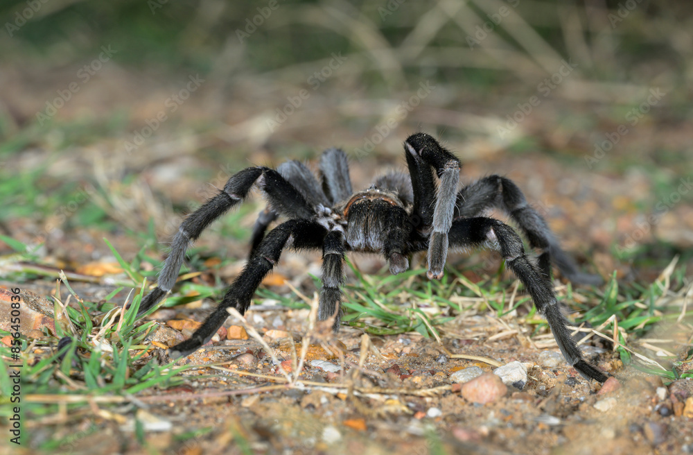 Φωτογραφία Texas brown tarantula (Aphonopelma hentzi) male roaming at night in search of a female, Bastrop County, Texas, USA