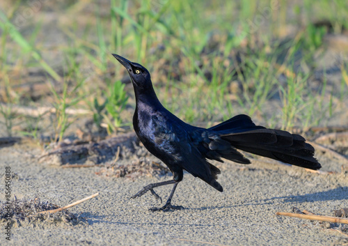 Great-tailed grackle (Quiscalus mexicanus) male displaying and calling at the ocean beach, Galveston, Texas, USA. photo