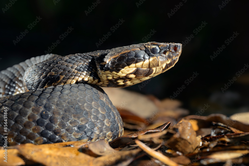 Naklejka premium Cottonmouth, also known as water moccasin (Agkistrodon piscivorus) close-up, Houston area, Texas, USA.