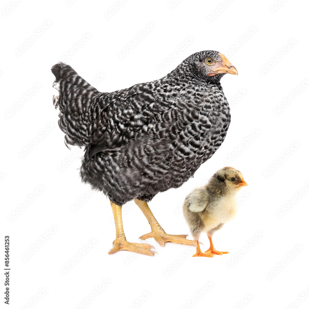 Fototapeta premium Chicken with cute chick on white background