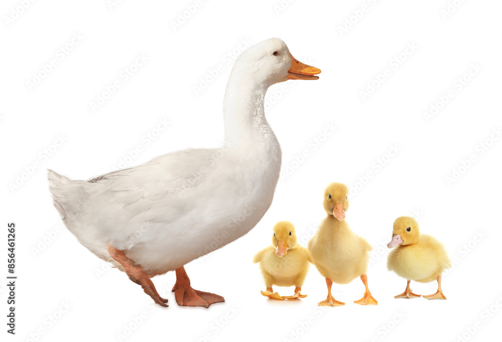 Duck and small fluffy ducklings on white background Duck and small fluffy ducklings on white background