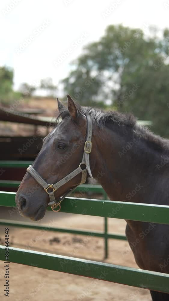 Within the paddock stands a brown horse, outfitted with a halter, in a rural setting Within the paddock stands a brown horse, outfitted with a halter, in a rural setting