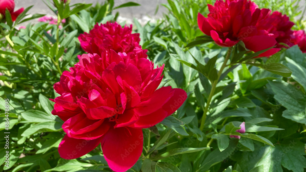 Bright red peonies in June Bright red peonies in June