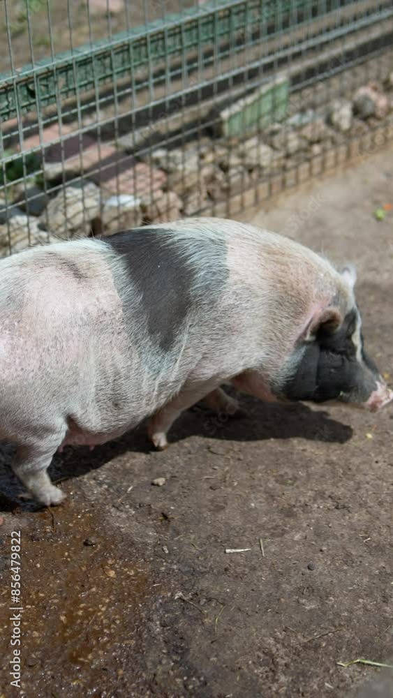 Pigs on a farm are essential for agriculture, livestock, and husbandry in rural areas Pigs on a farm are essential for agriculture, livestock, and husbandry in rural areas