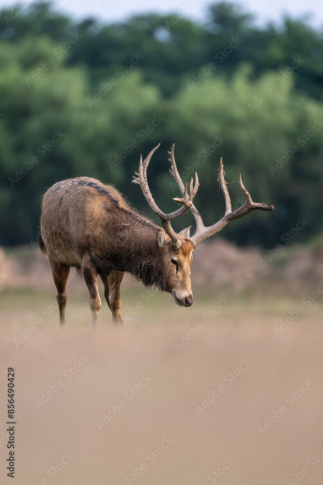 Naklejka premium A male elk standing on ground, low angle view