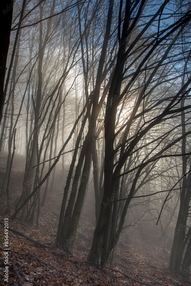 Fototapeta premium A misty deciduous forest. Tree trunks are shrouded in the fog.