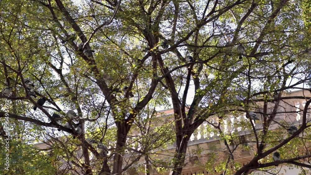 Birds on Tree in Melbourne Birds on Tree in Melbourne