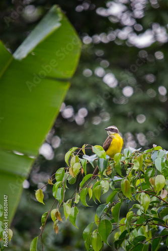 bird in the garden