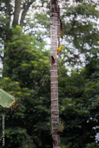 bird on a tree