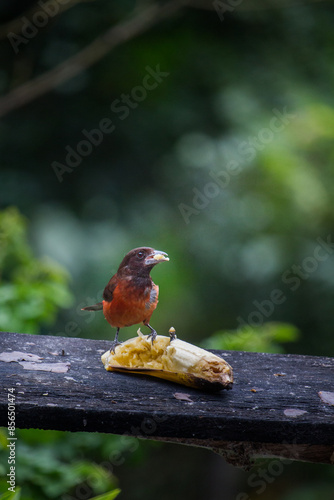 bird in the forest