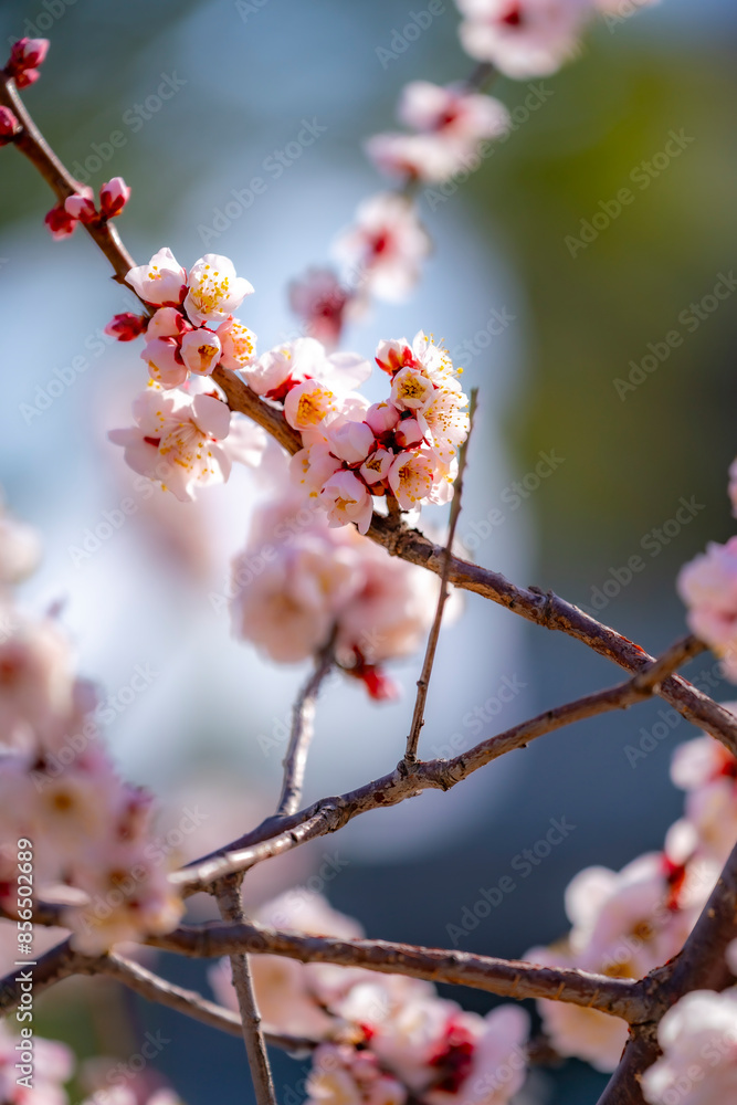 A close-up of beautiful cherry blossoms in full bloom in Tokyo, Japan. A close-up of beautiful cherry blossoms in full bloom in Tokyo, Japan.