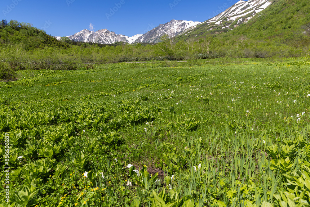 Fototapeta premium alpine meadow in the mountains