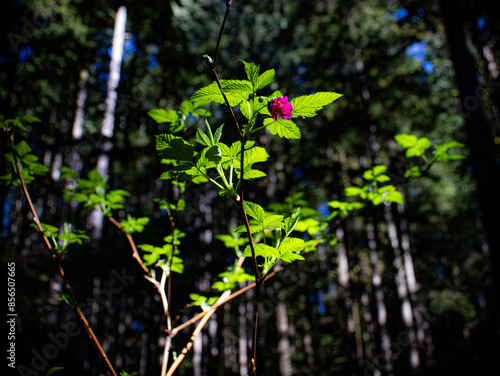 Flower in the woods