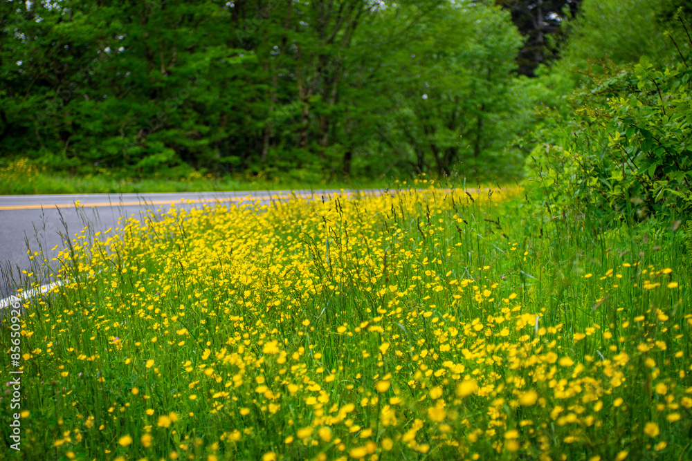 Obraz premium Wild Flowers grow next to a road