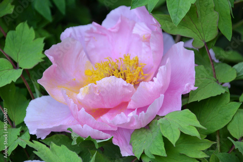 China,  Luoyang, China Luoyang Peony Cultural Festival , pink peonies blooming
 photo