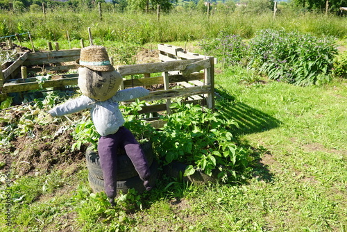 bird scarecrow on potato cultivation in car wheel and compost bin