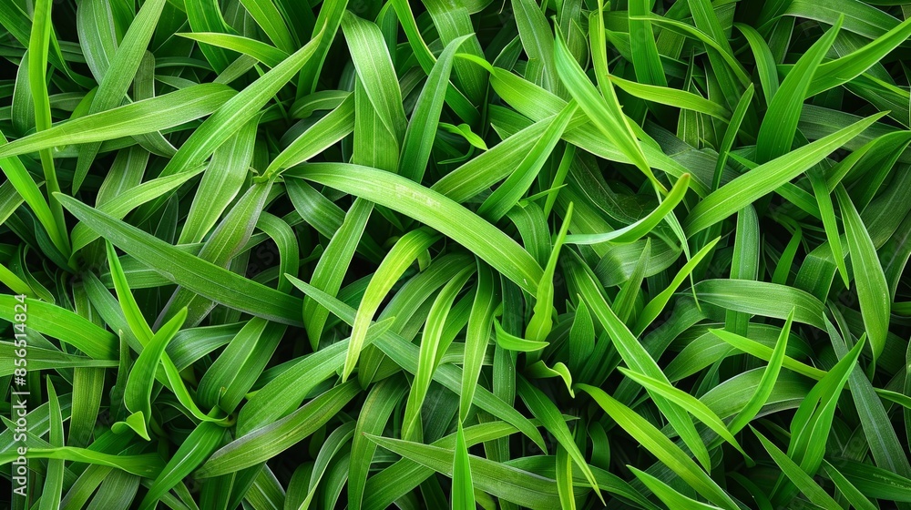 A close up of green grass with a few brown spots A close up of green grass with a few brown spots