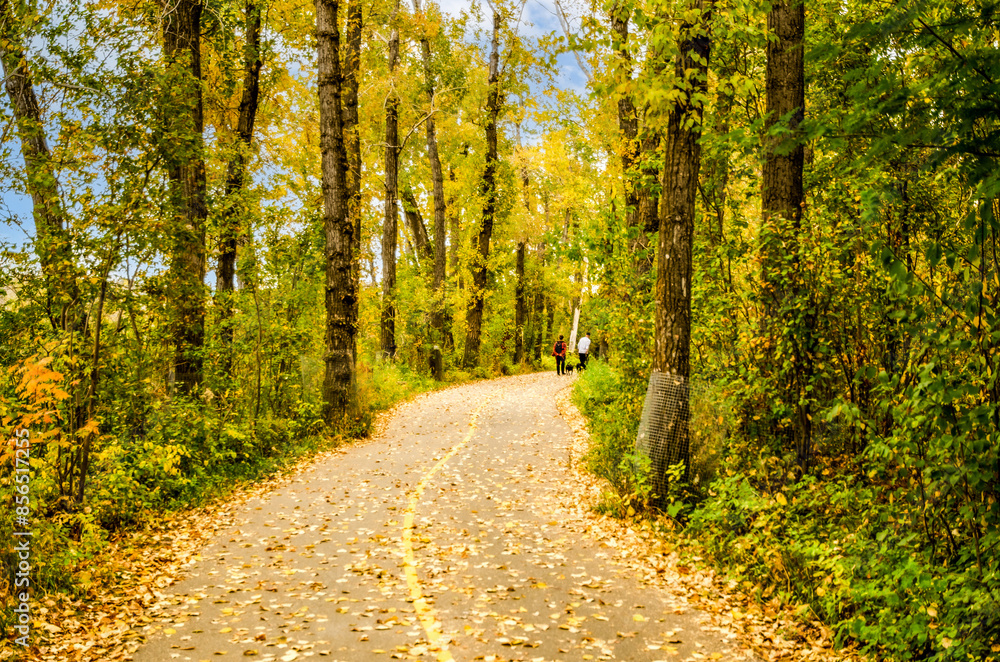 Naklejka premium People and dogs walking in the park