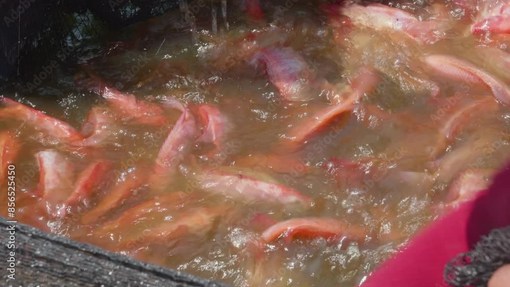 farmer select small red tilapia fish for growth up nursery in earthen pond.Fish selecting for sell. harvest at fish farm farmer select small red tilapia fish for growth up nursery in earthen pond.Fish selecting for sell. harvest at fish farm