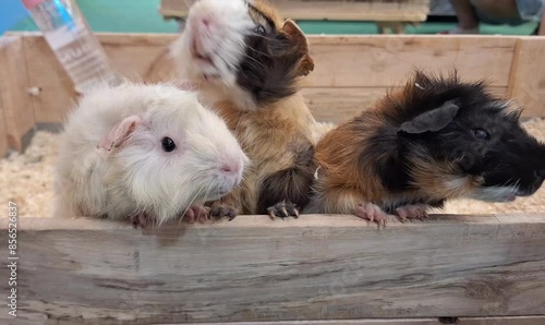Three lively guinea pigs scurry about, eagerly anticipating their meal from the zookeeper.