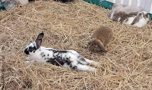 The large black and white rabbit lounges comfortably on the dry grass, while other bunnies play nearby.