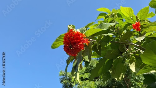 Orange flowers sway gracefully in the wind, their vibrant petals contrasting against the clear sky.
