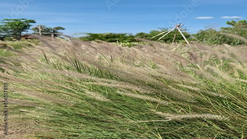 The grass flowers planted in the open garden sway with the wind, their delicate forms mirrored by the shadow of a windmill above.