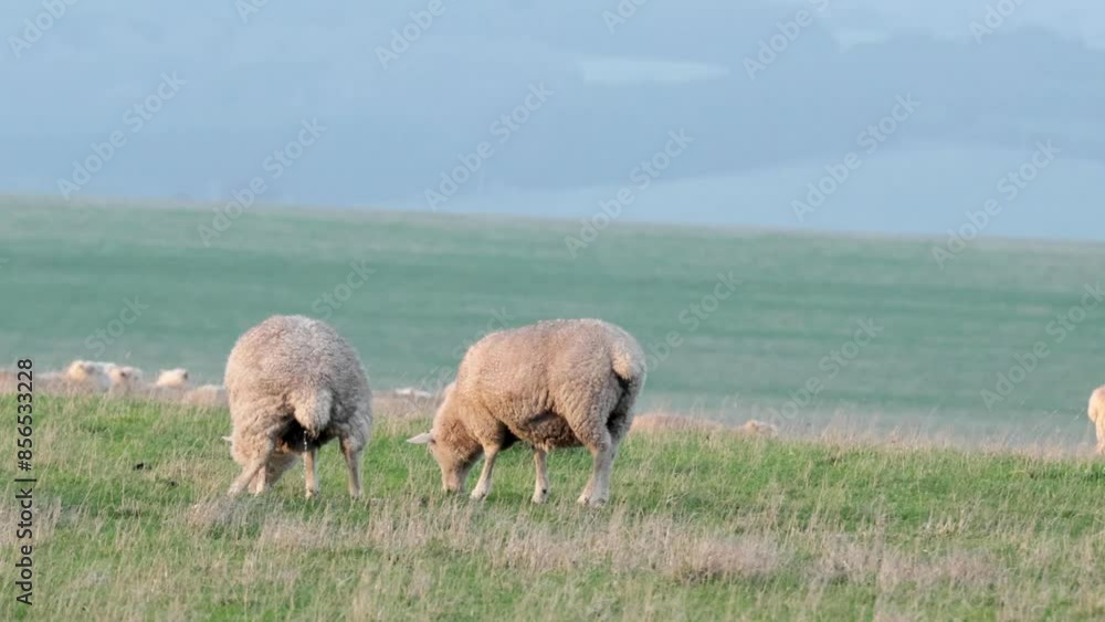 Sheep Grazing on Great Ocean Road Sheep Grazing on Great Ocean Road