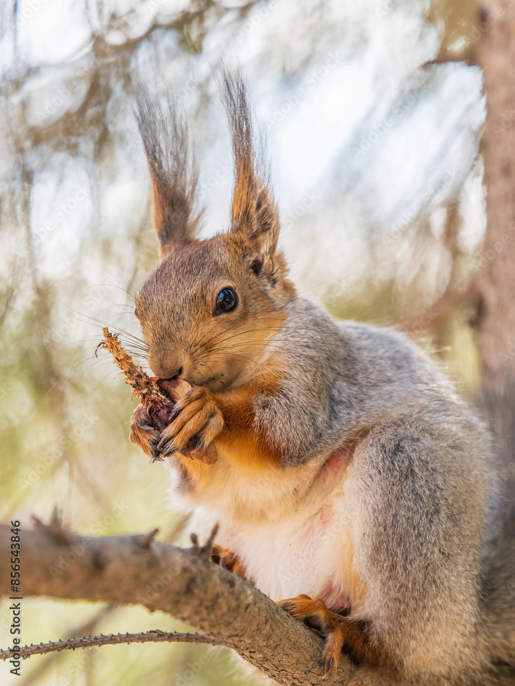 The squirrel with nut sits on a branches in the spring or summer. The squirrel with nut sits on a branches in the spring or summer.