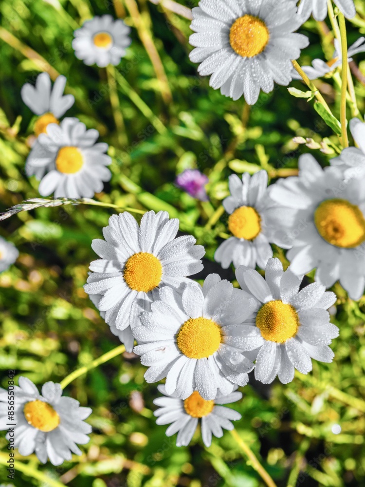 Chamomile flowers in a meadow on a sunny day