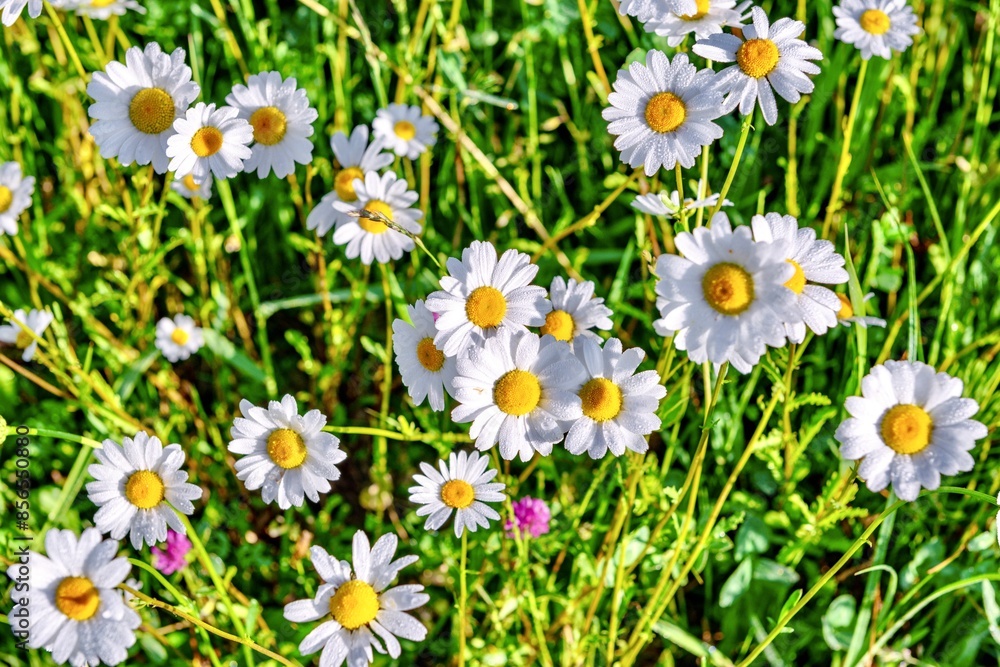 Chamomile flowers in a meadow on a sunny day