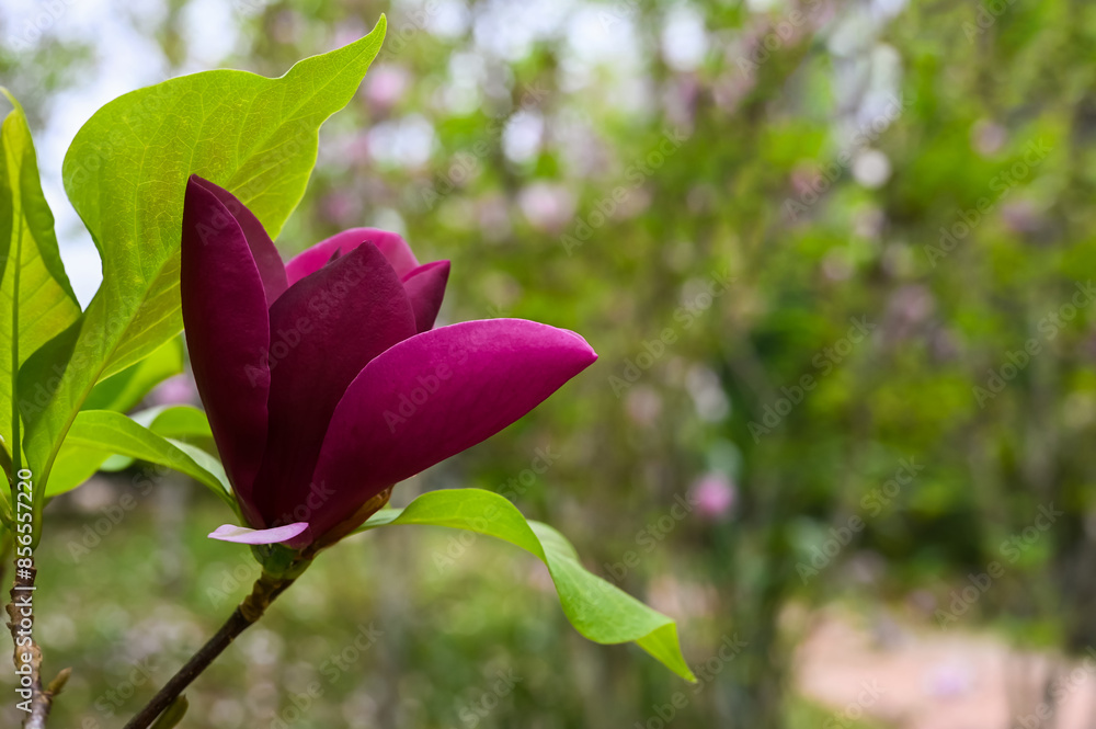Dark purple Lily Magnolia flower on its tree with leaves and blurred garden background. Dark purple Lily Magnolia flower on its tree with leaves and blurred garden background.