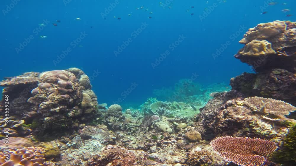 A serene static shot of a vibrant coral reef teeming with marine life in the crystal-clear waters of the Maldives. The colorful coral formations create a underwater landscape of the Indian Ocean.