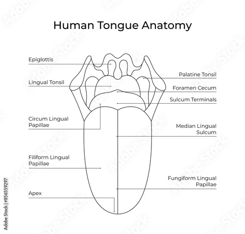 Human tongue anatomy in line style for medical