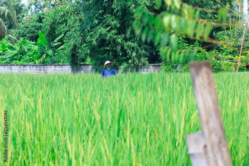Scarecrow in the field on nature background , Thailand
