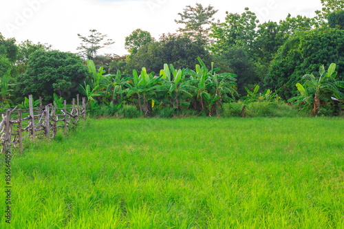 paddy in Thailand nature background