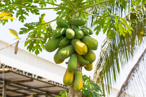 Ripe papaya on the papaya tree in Thailand