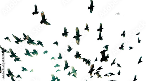 pigeons flying png cutout