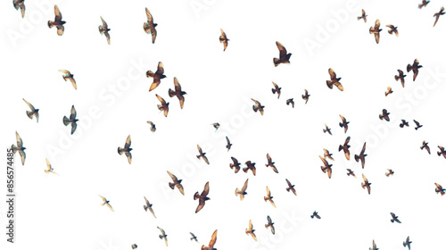 pigeons of birds in flight