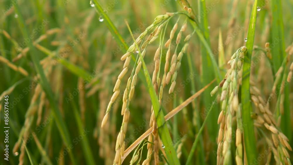 Ear of Organic Rice Swinging on Wind at Paddy Field ready for harvest,Morning time Thailand. Ear of Organic Rice Swinging on Wind at Paddy Field ready for harvest,Morning time Thailand.