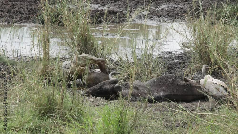 Crocodile eats wildebeest in the Serengeti National Park, Tanzania Africa. Clip 2. Crocodile eats wildebeest in the Serengeti National Park, Tanzania Africa. Clip 2.