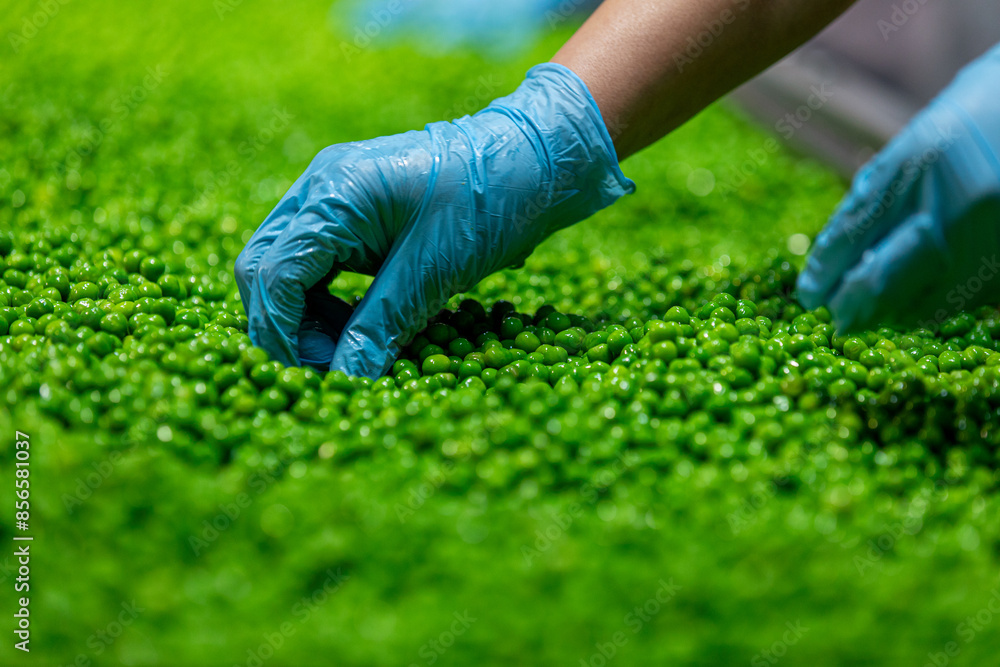 A farm worker inspects green fresh ripe organic peas. A farm worker inspects green fresh ripe organic peas.