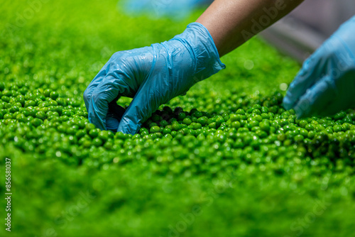 A farm worker inspects green fresh ripe organic peas.